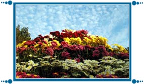 Chrysanthemum Show of Chandigarh