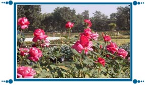 Chandigarh Rose Garden